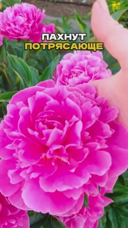 Эти Цветы Пахнут Так, Что Соседи Заглядывают Через Забор 🌺👀