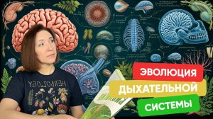🌬️ Эволюция дыхательной системы у позвоночных