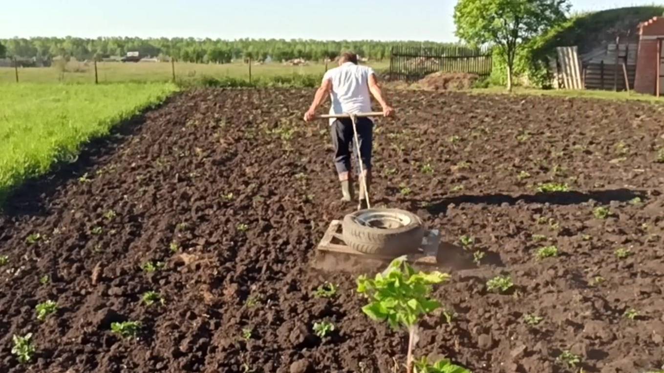 Боронование картофеля ручным способом