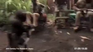 Обезьяна псих