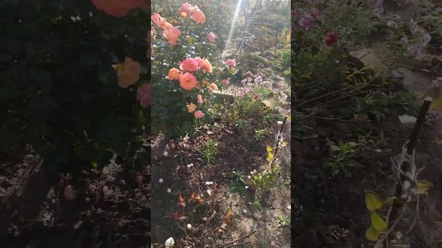 Роза  флорибунда Морнинг Сан.