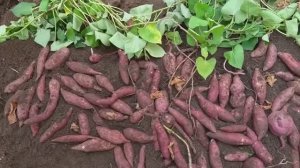 Огромный урожай батата на вашем участке
