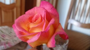 🌹 Зацвела первая роза🌹"Хиш сацити". Май 2025.