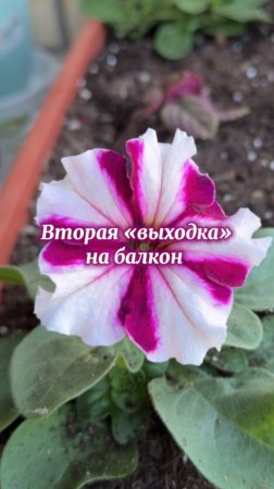 Снова торжественный вынос цветков на балкон #петунии