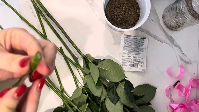 УКОРЕНЕНИЕ БУКЕТНОЙ РОЗЫ 🌹 РЕЗУЛЬТАТ