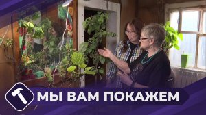 Мы вам покажем: Высадка яблони