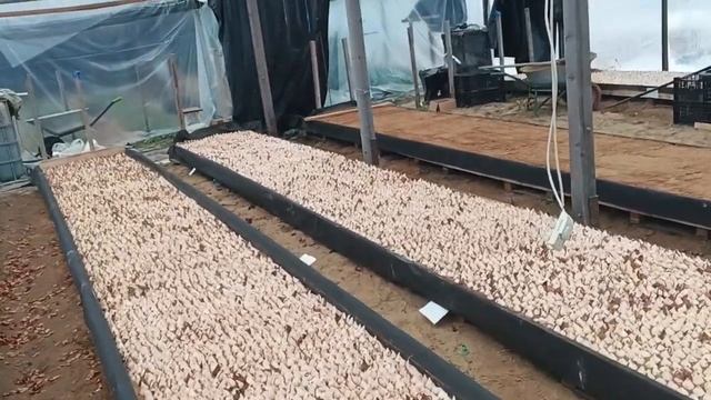 тюльпан 2024-2025