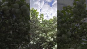 Как сделать масло из цвета сирени?