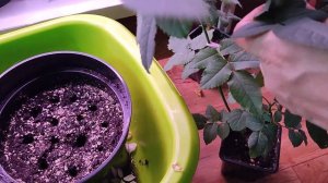 Черенкование плетистой розы.