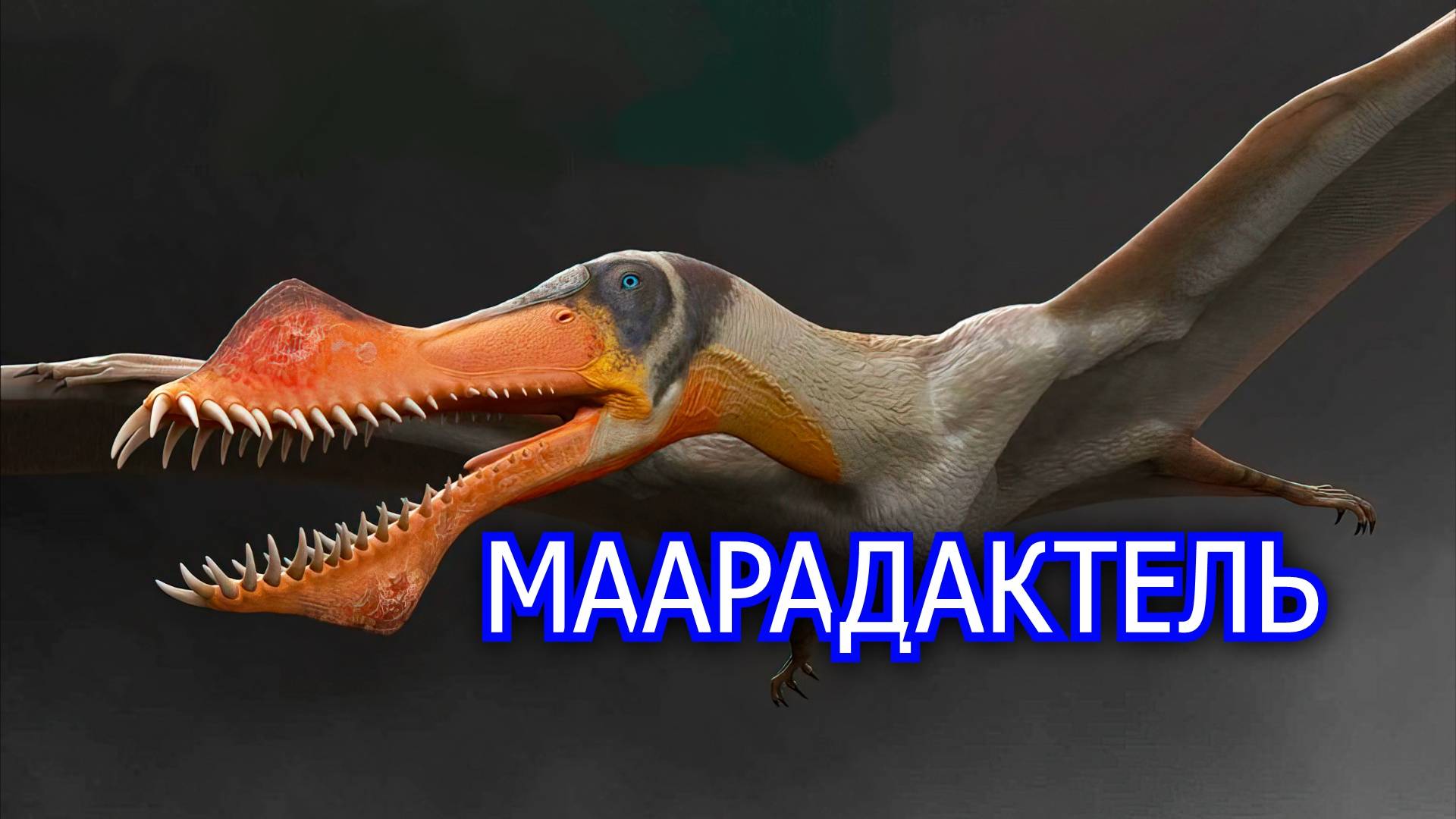Маарадактель. Зубастый птерозавр с чудовищным именем. Видео о летающем ящере