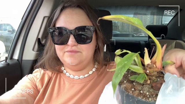 Влог#4 | СВОП | ОБЗОР РАСТЕНИЙ| новые ХОЙИ | Винтажные ГО? смотреть онлайн