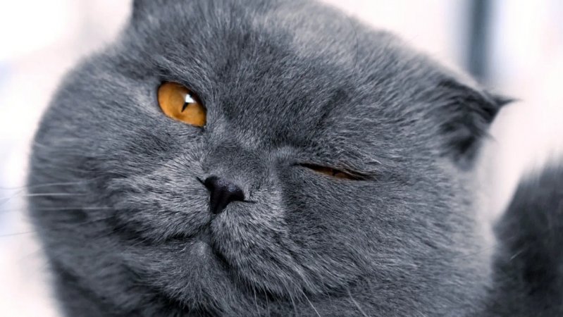 бедный котик 😿