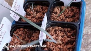 Трахиандра тортилис Trachyandra tortilis Как добиться кудрявос