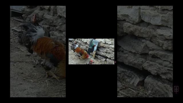 Петух видит себя в зеркале 😂😂😂😂 смотреть онлайн