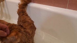 Ванные процедуры Локи 3 часть. Мам может все уже мяу