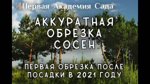 Обрезка сосен когда обрезать свечки уже поздно.