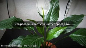ПОЧЕМУ СПАТИФИЛЛУМ НЕ ЦВЕТЕТ? ОШИБКИ, КОТОРЫЕ ВЫ ДЕЛАЕ