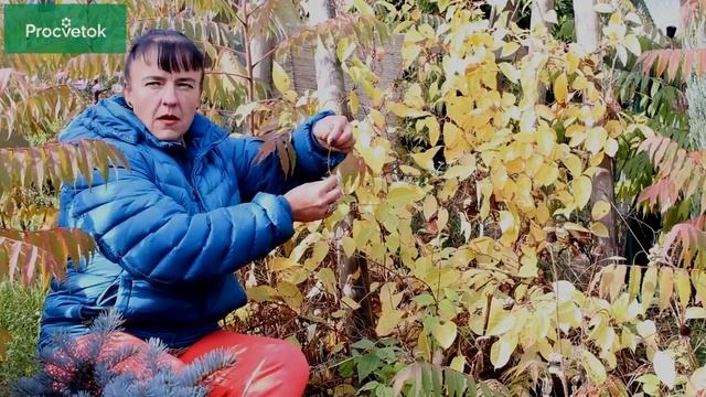 Лучше, чем кофе! ЛИМОННИК КИТАЙСКИЙ - заряд бодрости на весь день!