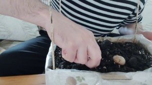 ВЫРАЩИВАНИЕ ШАМПИНЬОНОВ В КОРОБКЕ | Часть 2