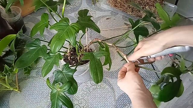 Черенкование комнатных растений#цветочные дела смотреть онлайн