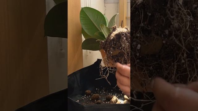 Пересадка фикуса Эластика смотреть онлайн