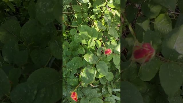 Роза плетистая Импрессионист (The Impressionist) смотреть онлайн