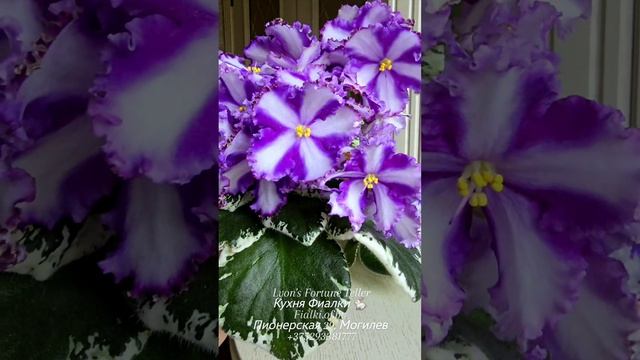 КФ-Вышью Доченьке я Василек - наша новая химера с белоснежными цветами тарелочками и голубыми "