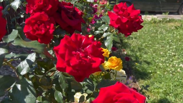 Цветущие уголки сада 🌸 июль 2024г. смотреть онлайн