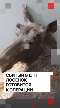Сбитый в ДТП лосенок готовится к операции