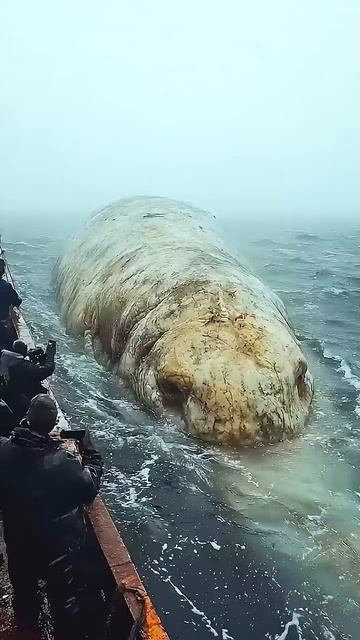 К рыбакам из глубины приплыло морское чудовище #fishing смотреть онлайн