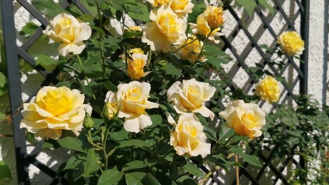 Второе цветение розы Санни Скай (Sunny Sky, Kordes 2009) смотреть онлайн