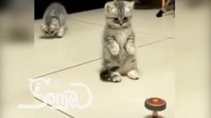 Смешные котята. Приколы с котятами нравятся всем.