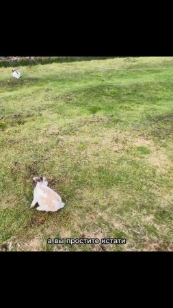 Ну конечно не так что бы много, но много #Kaliningrad #Katyunya #rabbit #smattravel #travel #live