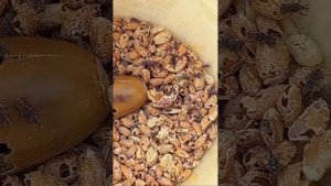 в эфире! ЖУКИ ДОЛГОНОСИКИ ПОЕЛИ ЗЕРНО ПШЕНИЦЫ. КУКУРУЗ