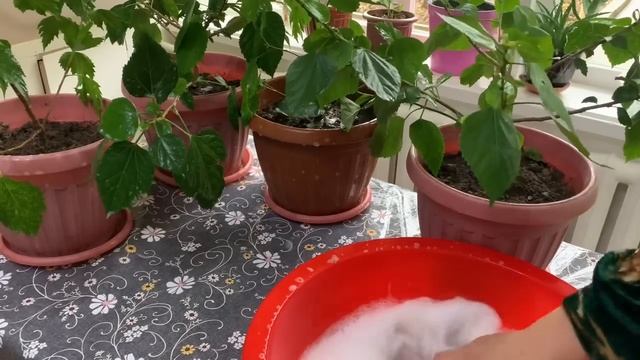 КИТАЙСКИЙ РОЗА ГУЛЛАРИМНИ ЧУМИЛТИРДИМ ,😊🌨️ОХИРИГА? смотреть онлайн