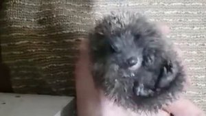 Ёжик плачет...