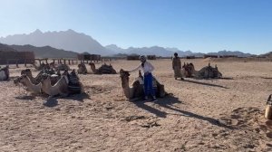 ПОТЕРЯЛИ ДЕНИСА В ПУСТЫНЕ! Экскурсия "На квадроциклах