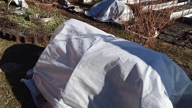 💁🌹Не спешите открывать розы 🌹 смотреть онлайн