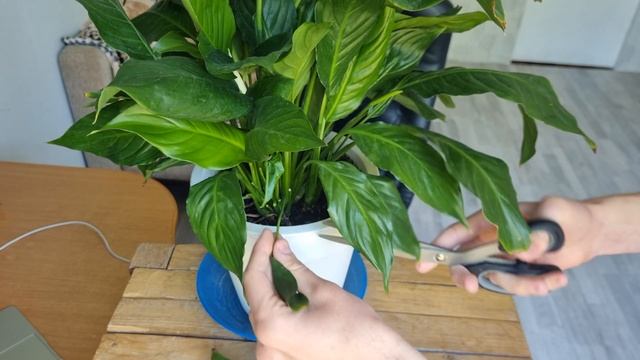 ПОДКОРМИ СПАТИФИЛЛУМ В МАЕ И ИЮНЕ — И ЗАЦВЕТЁТ ДАЖЕ С смотреть онлайн