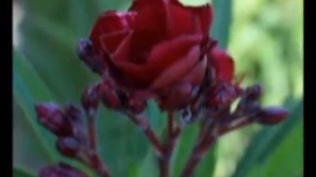 Чёрная Роза AS смотреть онлайн