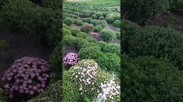 хризантема мультифлора Жлобин смотреть онлайн