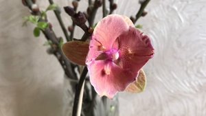 4.04.25 Можна видихати. Phal. Rainbow Dance🌈 💃 #orchid #phalaenopsis #garden #u