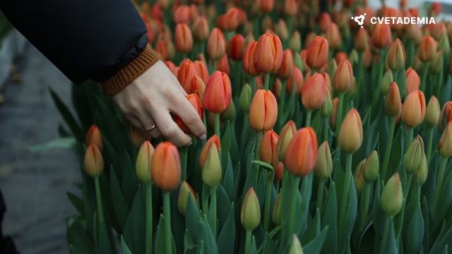 Как выращивают миллионы тюльпанов? Освойте профессио? смотреть онлайн
