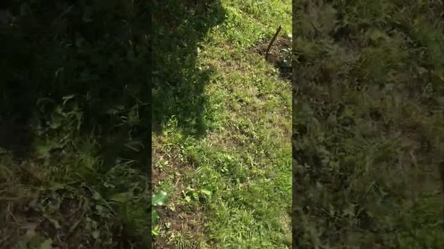 Мои 19 роз первогодок в саду и немного лаванды смотреть онлайн