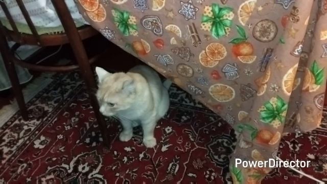 ДИКИЙ КОТ ИЗ ЭМИРАТ ОХРАНЯЕТ МЕНЯ В ВАННОЙ/ РАСПАКОВКА смотреть онлайн