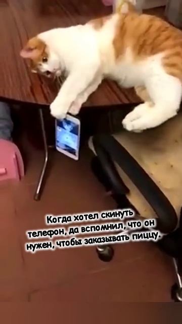 Что упало - то мое #смешно #юмор #кошки #cat #animals #кот #смешныекошки