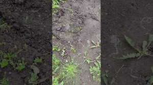 СЛИЗНИ и наша борьба с ними....