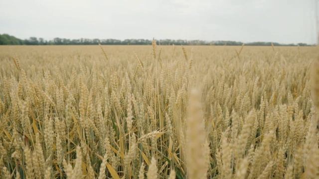 ВНИМАНИЕ ‼️ГЛАВНОЕ - НЕ ПУСТИТЬ ЭТОТ СОРНЯК В ПОЛЕ‼️