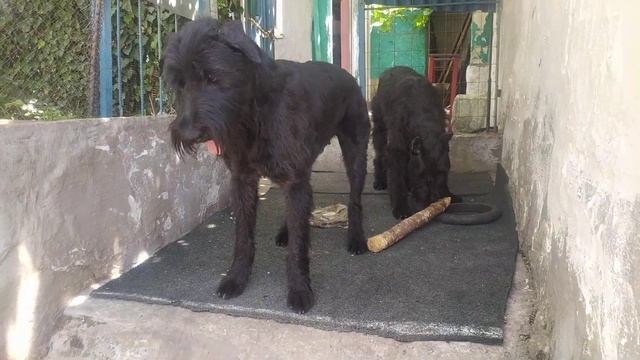 Пекло в Севастополе. Мать и дочь. Пуля и Роман- Кош Хьюго Баскервиль.13.07.24. смотреть онлайн