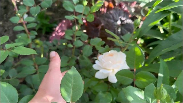 Прогулка по саду. Цветение роз: Дессе, Пиано Аскот, Джа? смотреть онлайн